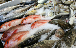 Bulk fish Market